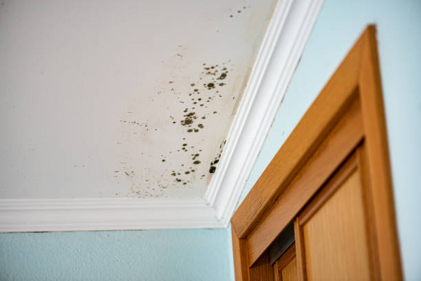 Best Mold Inspection  in Gloucester, MA
