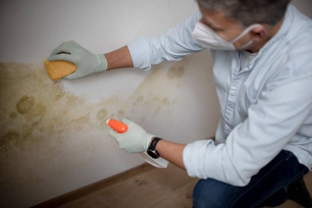 Best Mold Damage Repair  in Gloucester, MA
