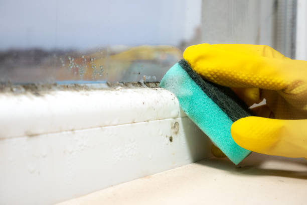 Best Toxic Mold Removal  in Gloucester, MA