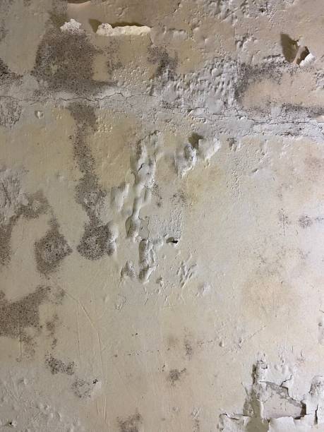 Best Office Mold Removal Services  in Gloucester, MA